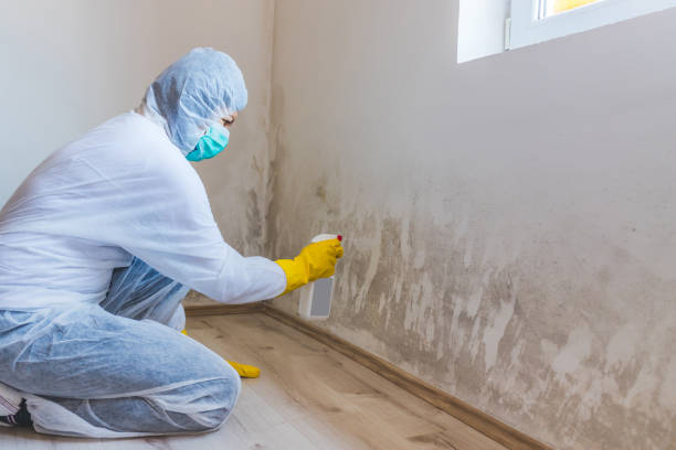 Licensed Mold Remediation service in Dickerson, MD - WQB Mold Removal